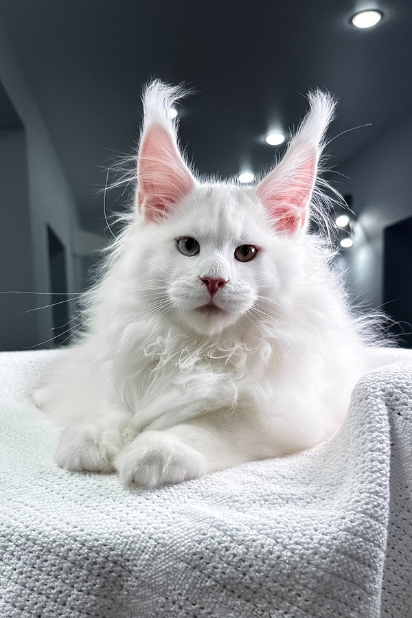 Hightower | Maine Coon Kitten