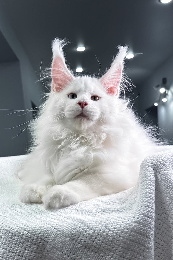 Hightower | Maine Coon Kitten