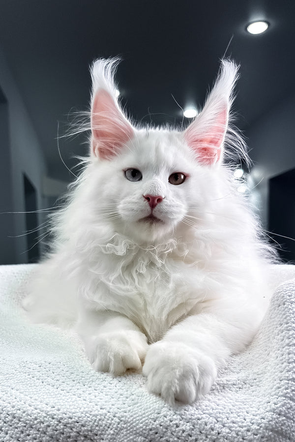 Hightower | Maine Coon Kitten