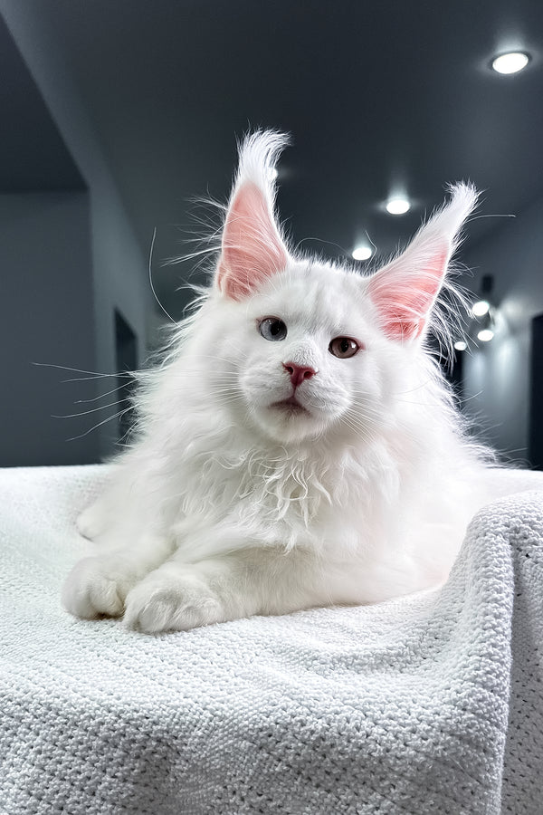 Hightower | Maine Coon Kitten