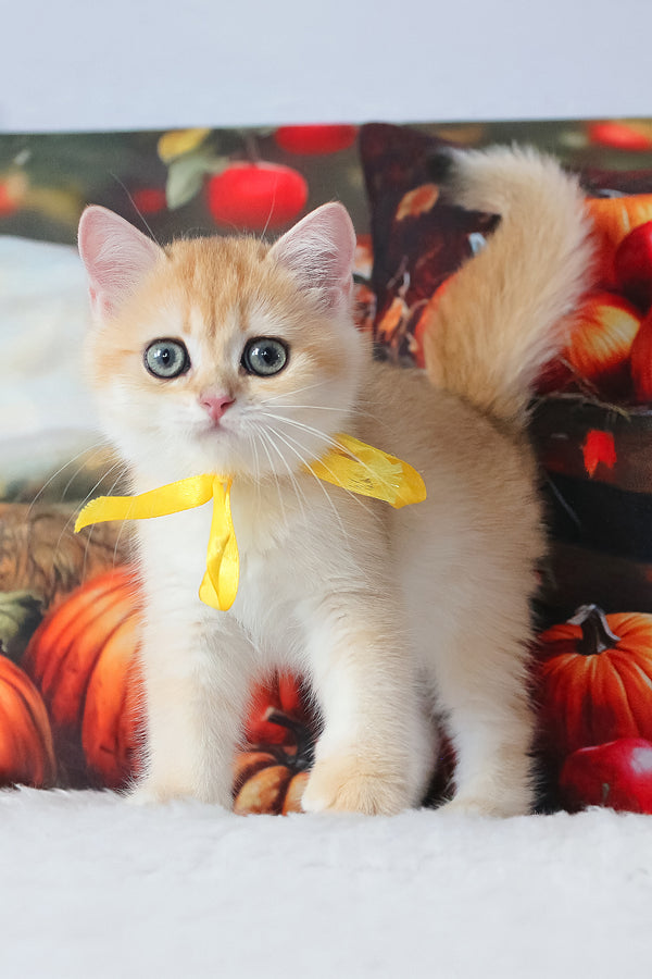 Chloe | British Shorthair Kitten