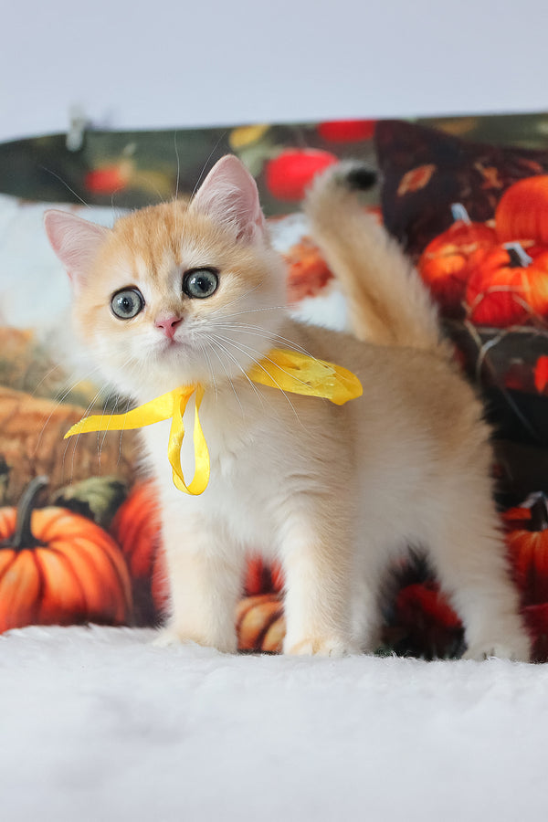 Chloe | British Shorthair Kitten