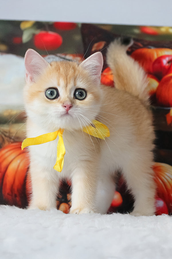 Chloe | British Shorthair Kitten
