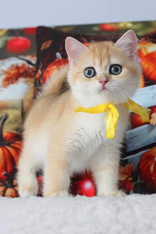 Chloe | British Shorthair Kitten