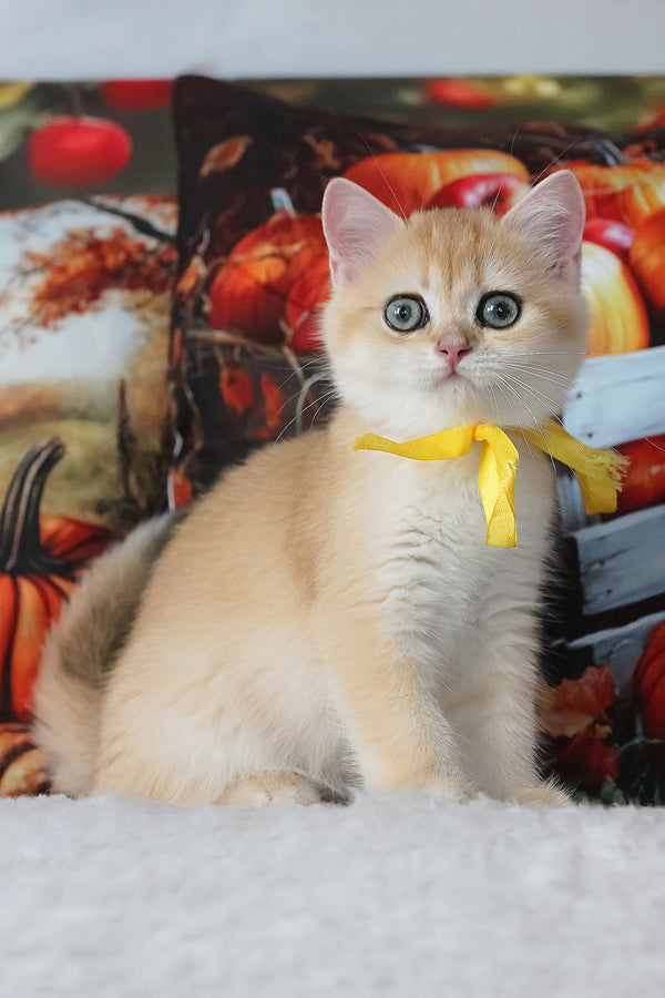 Chloe | British Shorthair Kitten