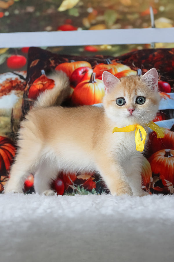Chloe | British Shorthair Kitten