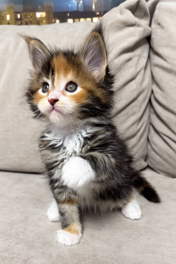 Holly | Maine Coon Kitten