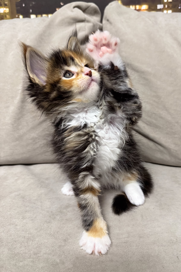Holly | Maine Coon Kitten