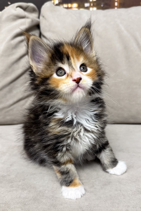 Holly | Maine Coon Kitten