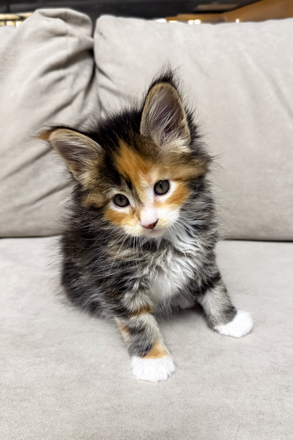 Holly | Maine Coon Kitten