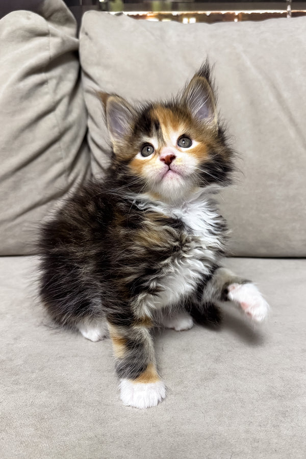 Holly | Maine Coon Kitten