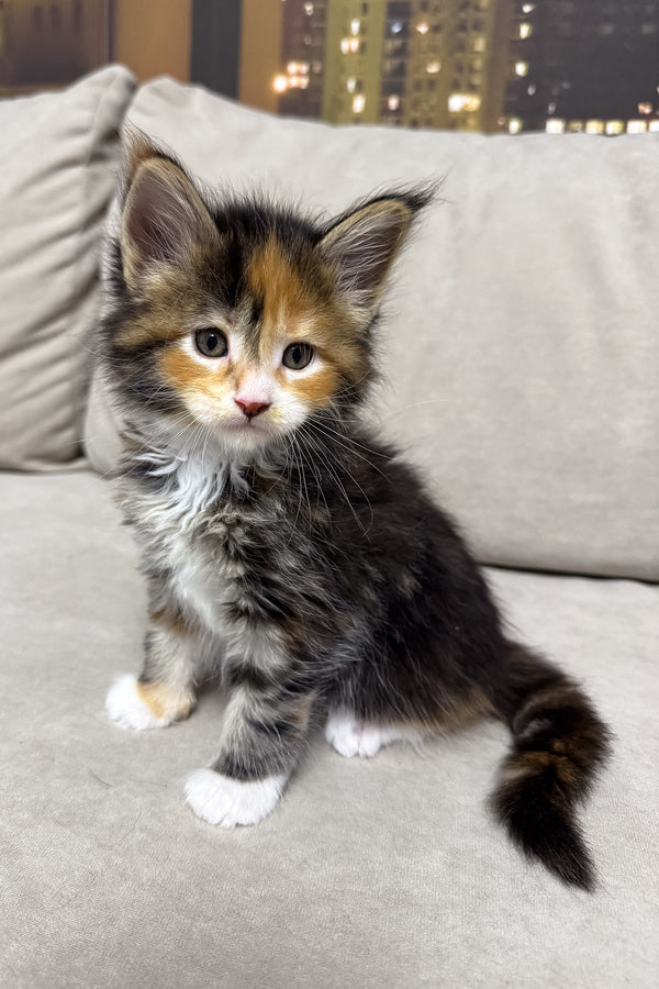 Holly | Maine Coon Kitten