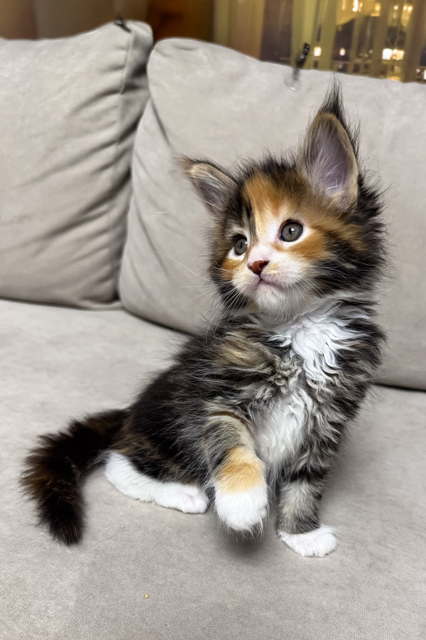 Holly | Maine Coon Kitten