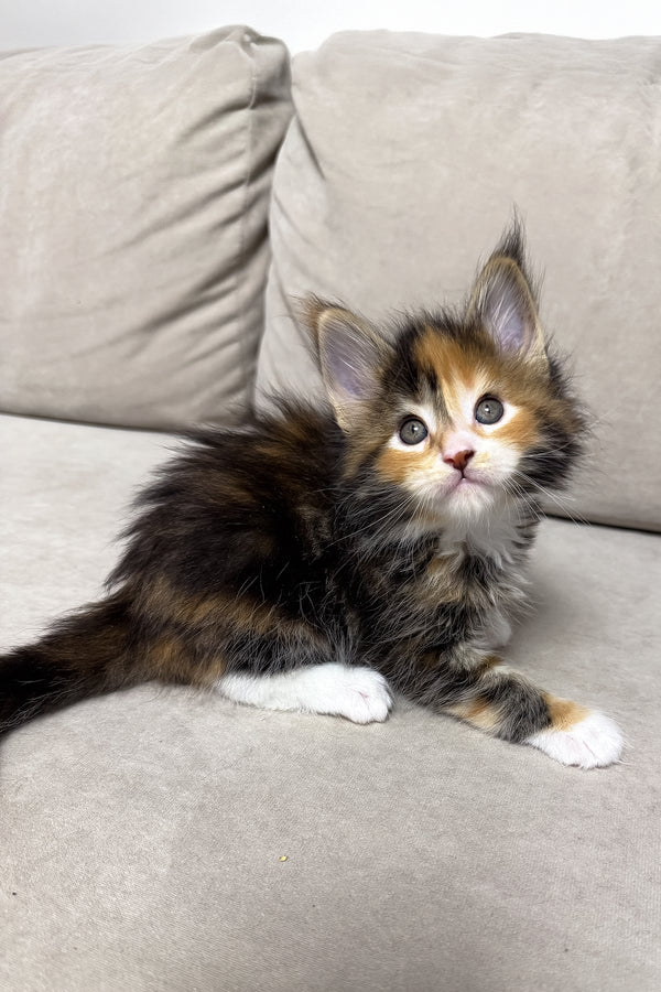 Holly | Maine Coon Kitten