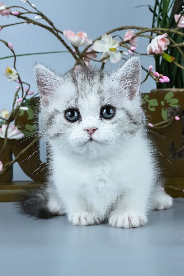 Ilene | Munchkin Kitten