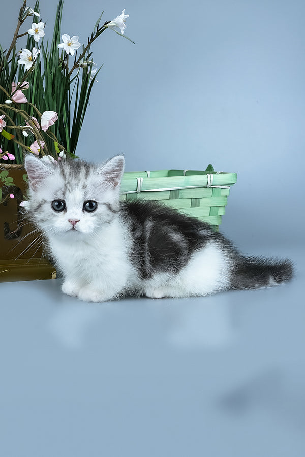 Ilene | Munchkin Kitten