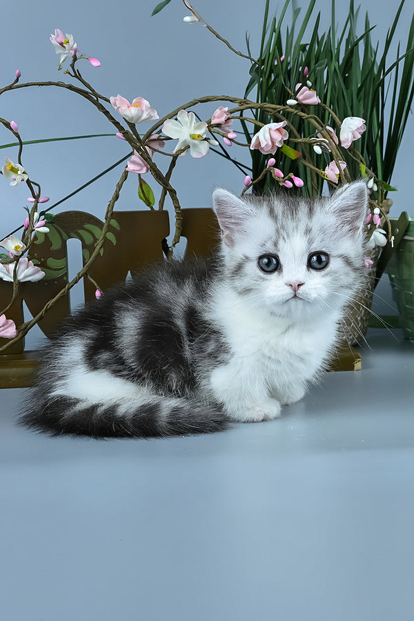 Ilene | Munchkin Kitten