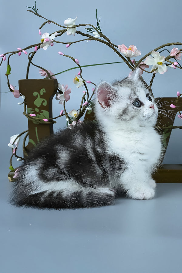 Ilene | Munchkin Kitten