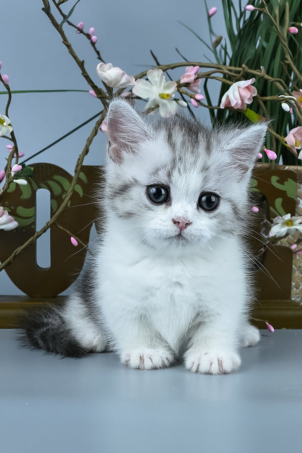 Ilene | Munchkin Kitten
