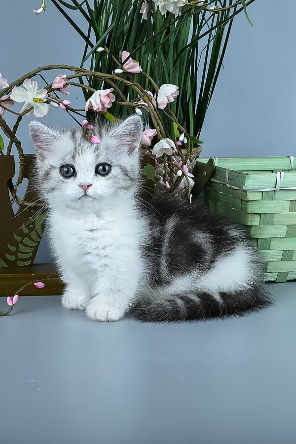 Ilene | Munchkin Kitten