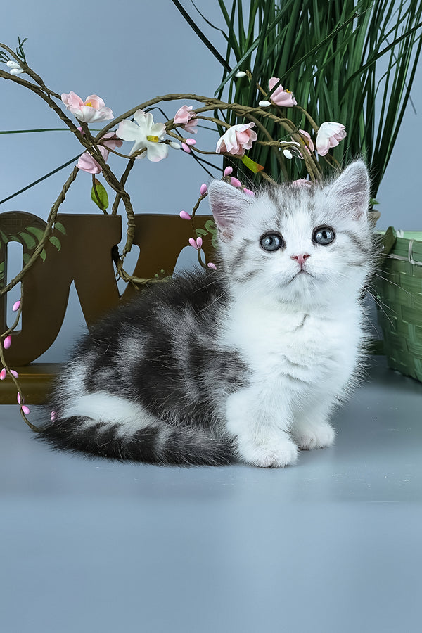 Ilene | Munchkin Kitten