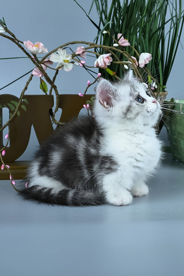 Ilene | Munchkin Kitten