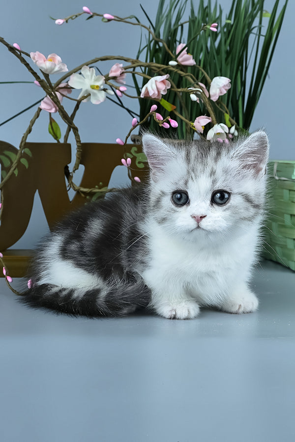 Ilene | Munchkin Kitten