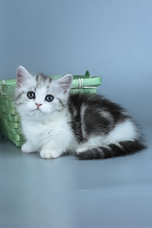 Ilene | Munchkin Kitten