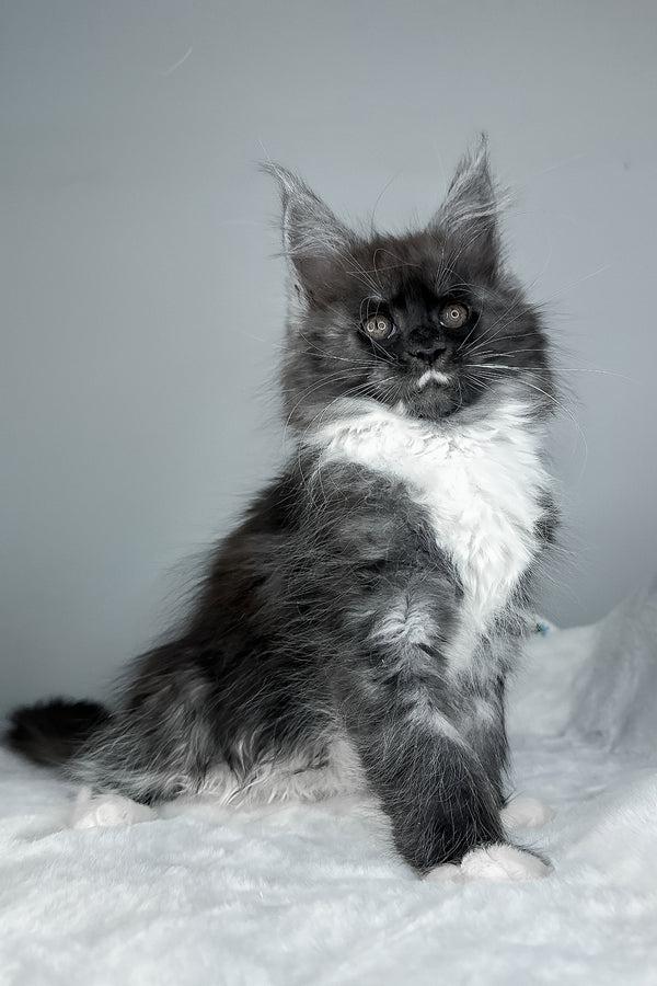 Indiana | Maine Coon Kitten