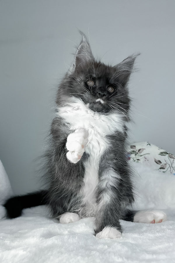 Indiana | Maine Coon Kitten