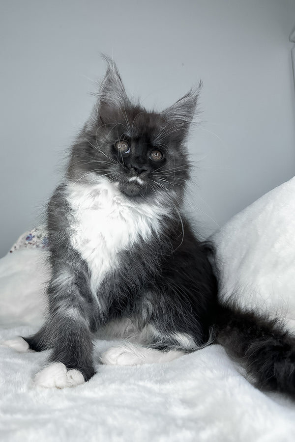 Indiana | Maine Coon Kitten