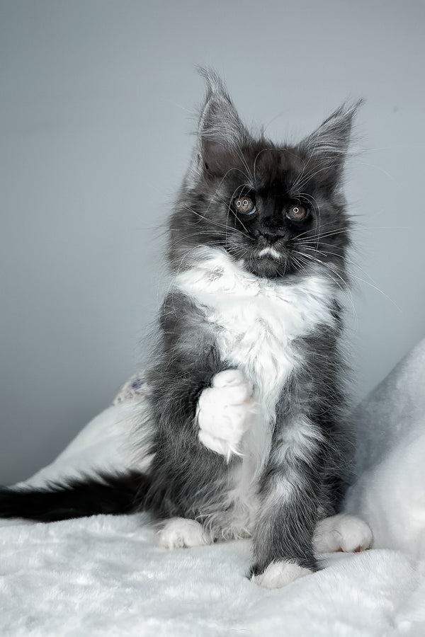 Indiana | Maine Coon Kitten
