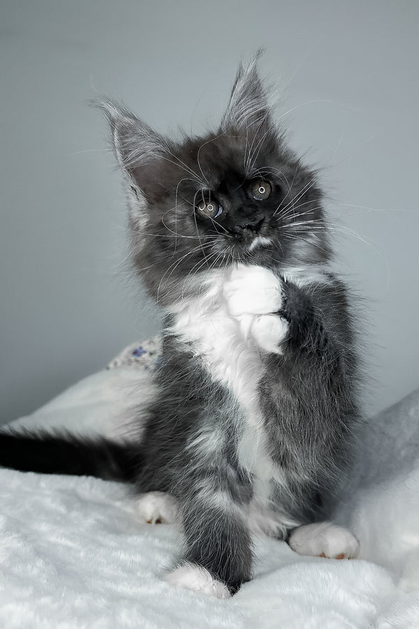 Indiana | Maine Coon Kitten