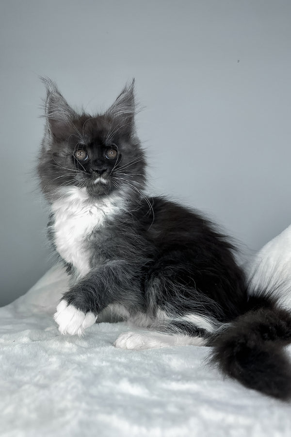 Indiana | Maine Coon Kitten