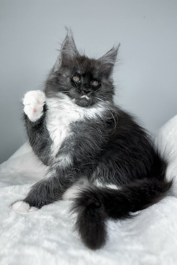 Indiana | Maine Coon Kitten