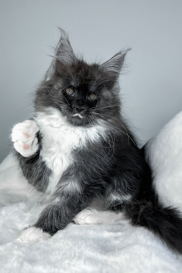 Indiana | Maine Coon Kitten