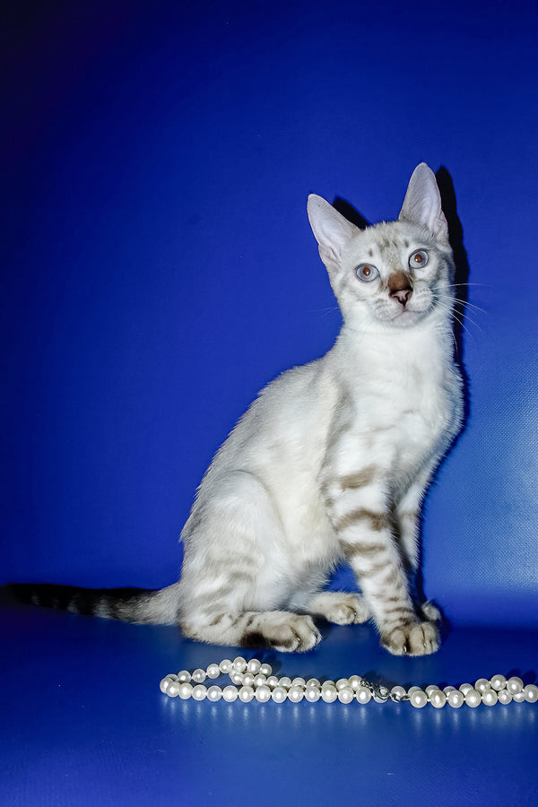 Irika | Bengal Kitten