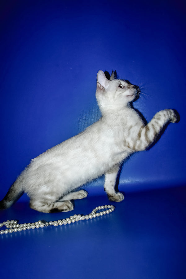 Irika | Bengal Kitten