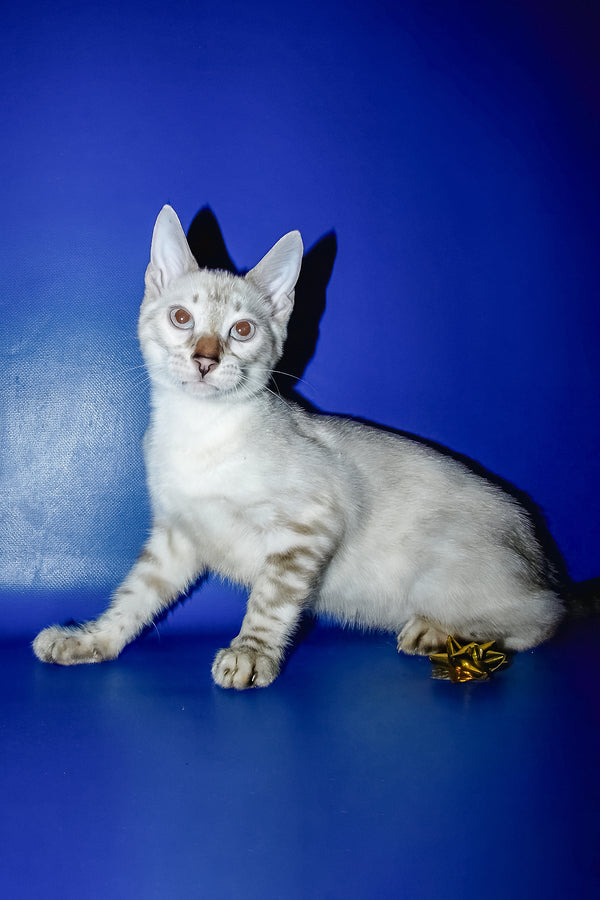 Irika | Bengal Kitten