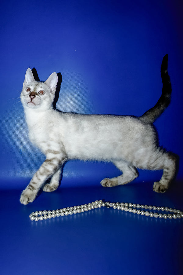 Irika | Bengal Kitten