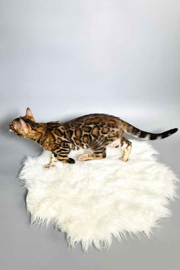 Iron | Bengal Kitten