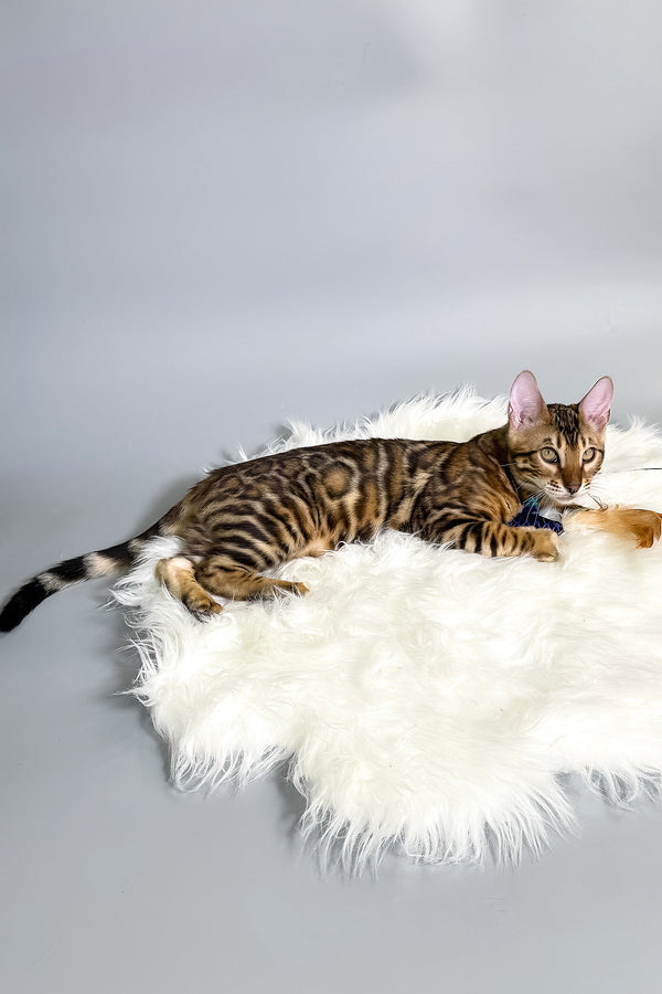 Iron | Bengal Kitten