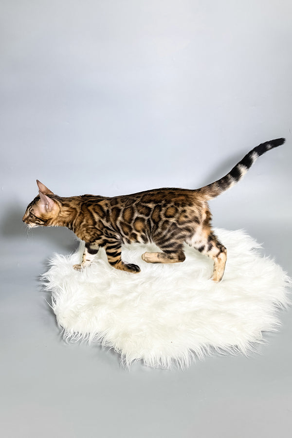 Iron | Bengal Kitten