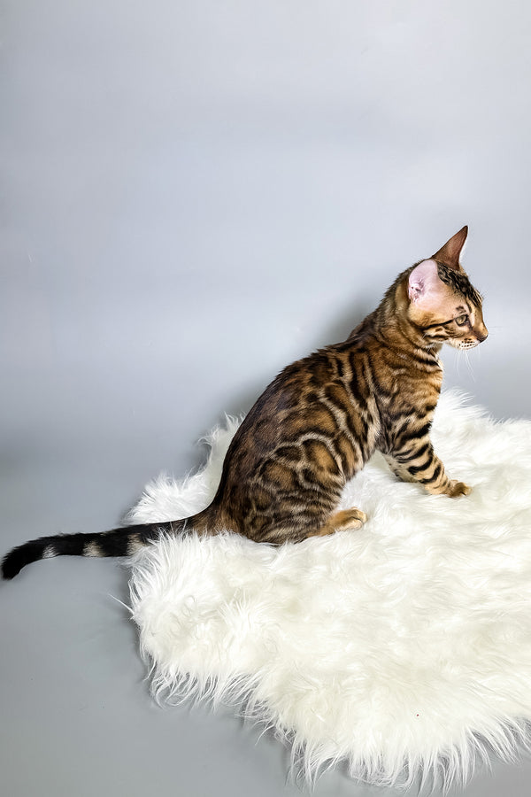 Iron | Bengal Kitten