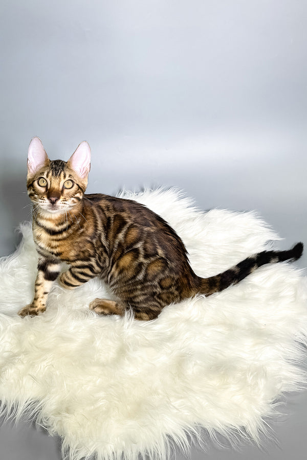 Iron | Bengal Kitten