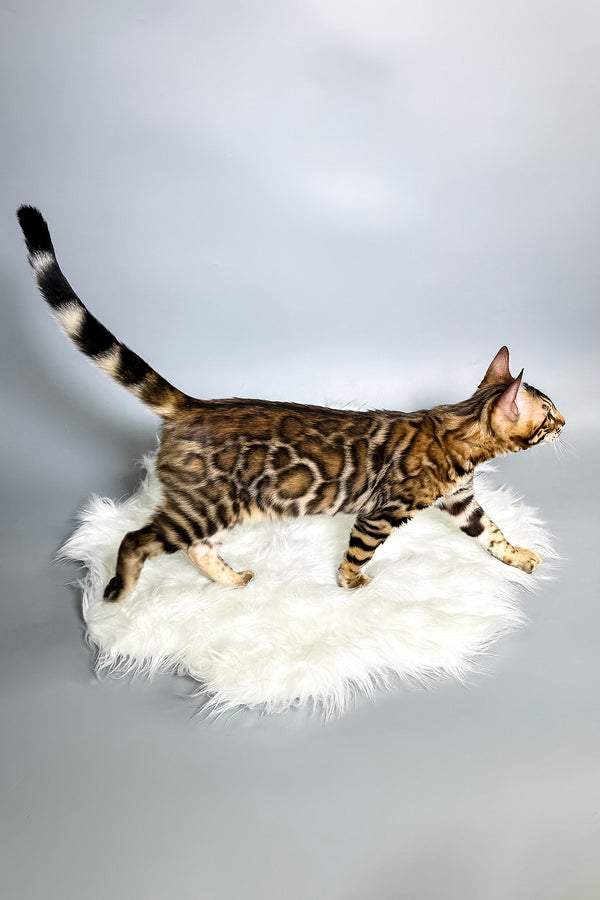 Iron | Bengal Kitten