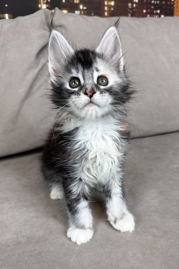 Italy | Maine Coon Kitten