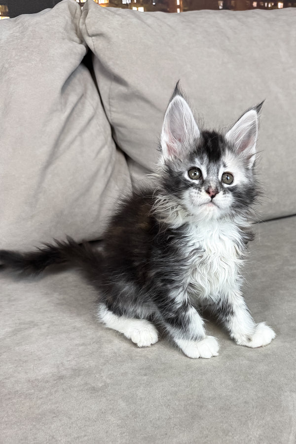 Italy | Maine Coon Kitten