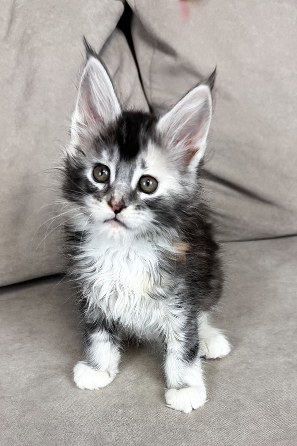 Italy | Maine Coon Kitten