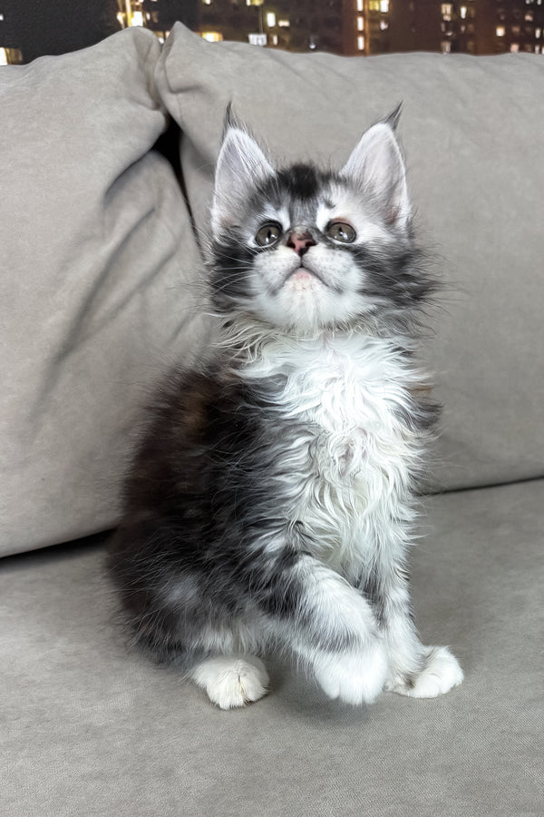 Italy | Maine Coon Kitten